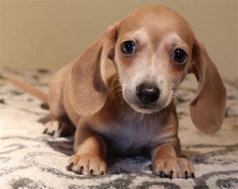 <strong>Breeder</strong> of beautiful, <strong>miniature dachshund puppies</strong> in most patterns, colors, and coats! Located in <strong>Texas</strong>. . Mini dachshund puppies for sale austin texas